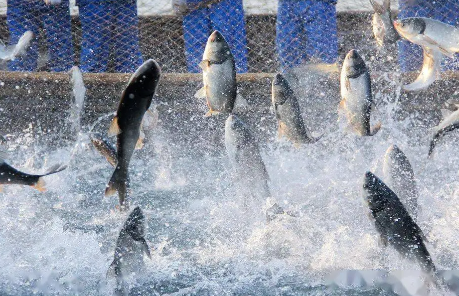 魚(yú)塘水質(zhì)管理需要注意哪些事項